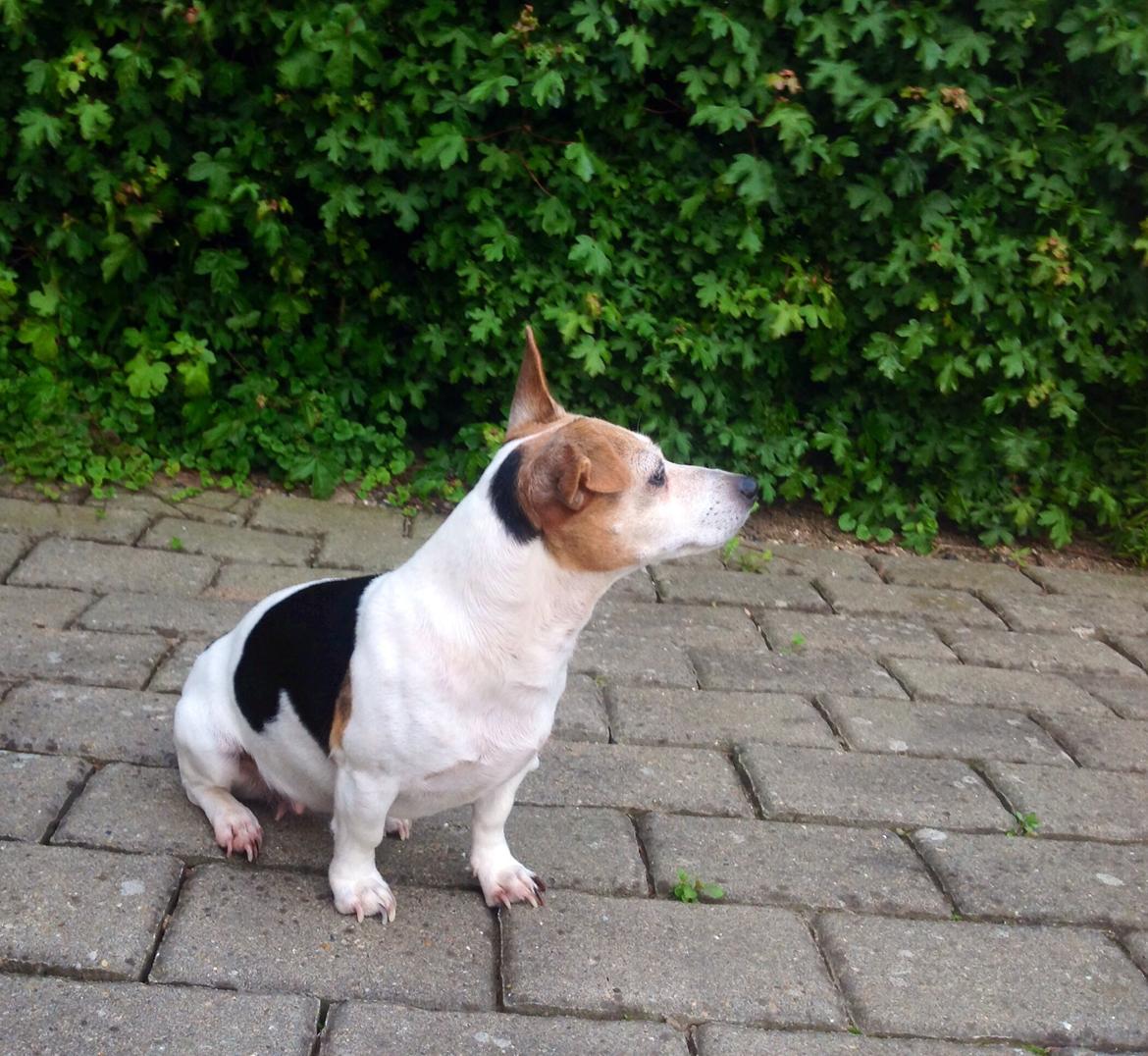 Jack russell terrier Jackie billede 31