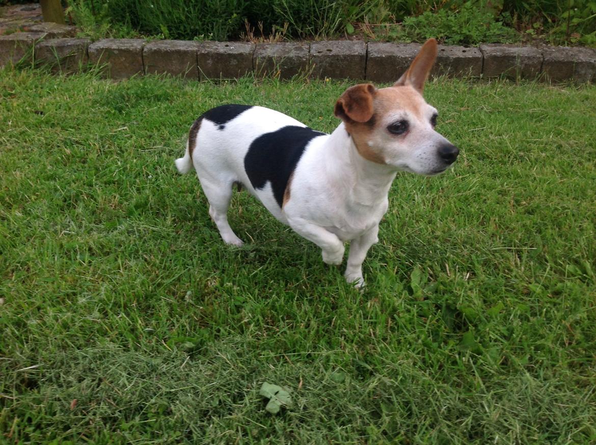 Jack russell terrier Jackie billede 33