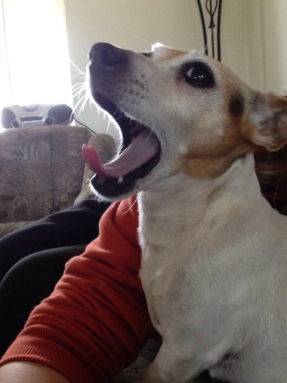 Jack russell terrier Jackie billede 35