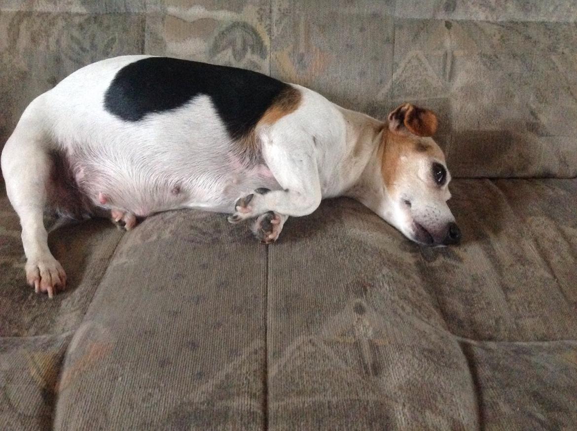 Jack russell terrier Jackie billede 38