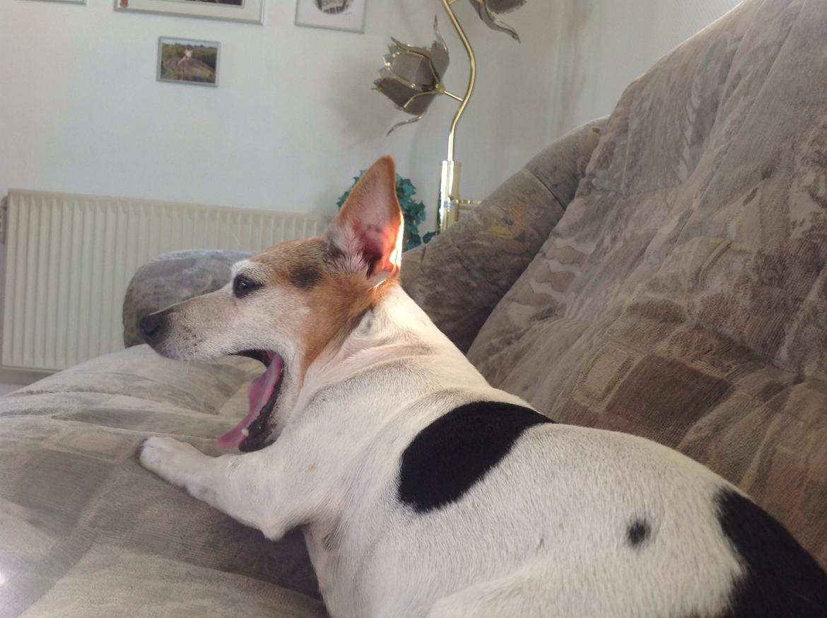 Jack russell terrier Jackie billede 39