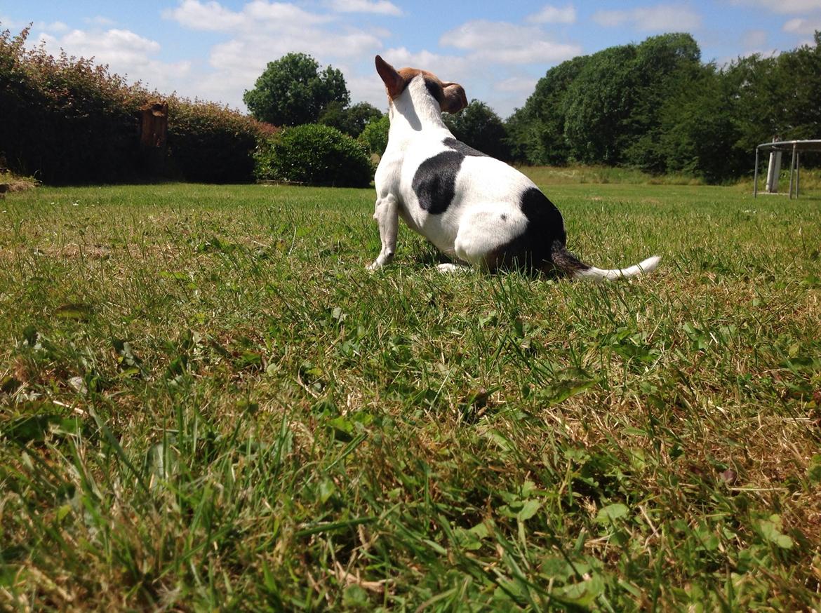 Jack russell terrier Jackie billede 41