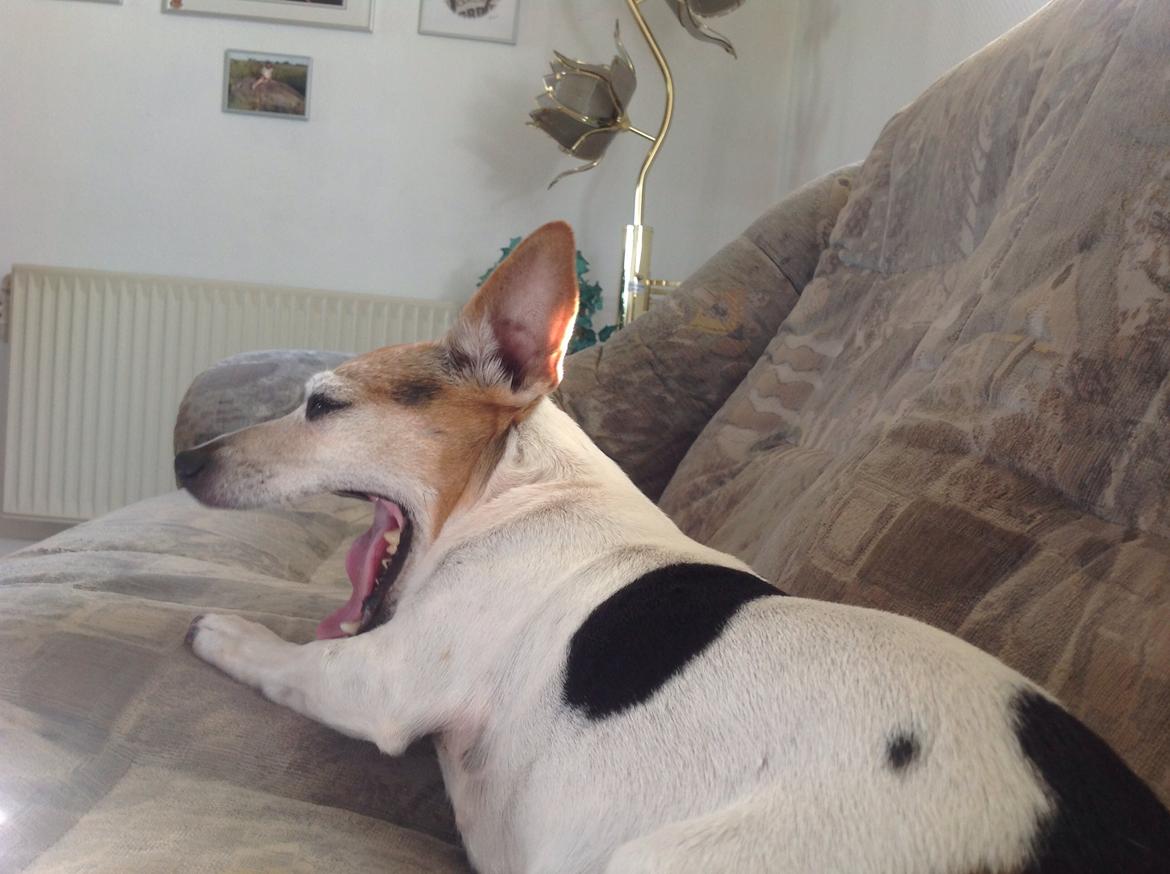 Jack russell terrier Jackie billede 40