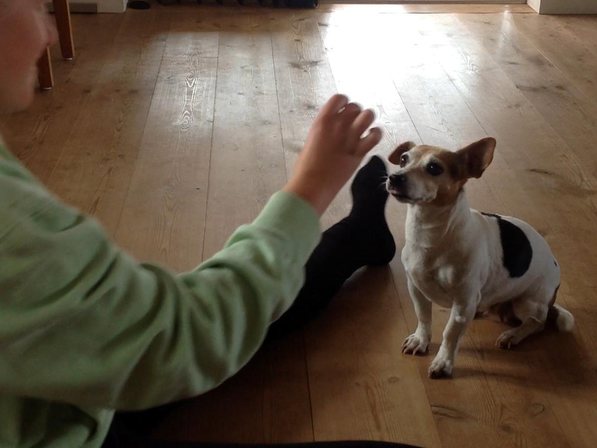 Jack russell terrier Jackie - Sit :) billede 42