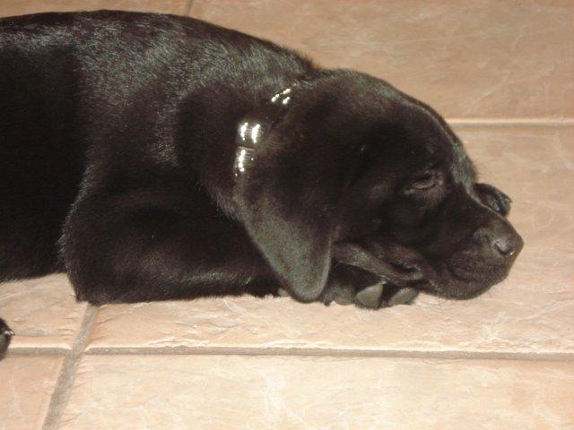 Labrador retriever Ricko - velkommen til Rickos profil :) smid gerne en kommentar eller bedømmelse. Ricko som hvalp :) 2011 billede 1