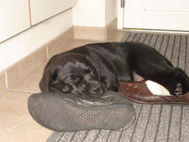 Labrador retriever Ricko - han var en meget træt hund da han var lille hvalp :) 2011 billede 3