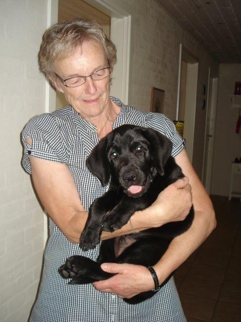 Labrador retriever Ricko - Ricko som hvalp og mormor <3 2011 billede 4