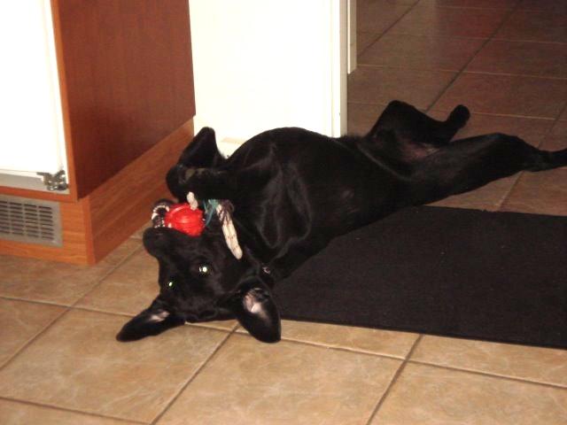 Labrador retriever Ricko - Ricko som 2 årig! :) -leger med sin bold <3 2013 billede 5