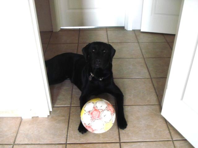 Labrador retriever Ricko - Ricko med sin kæmpe bold som han fik i fødslesdagsgave <3 2013 billede 6