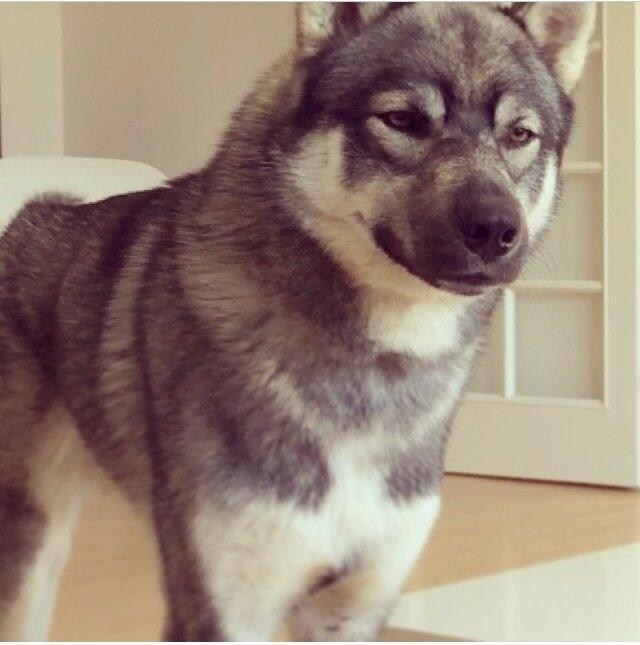 Siberian husky Wolf - Wolf 14 mdr billede 1