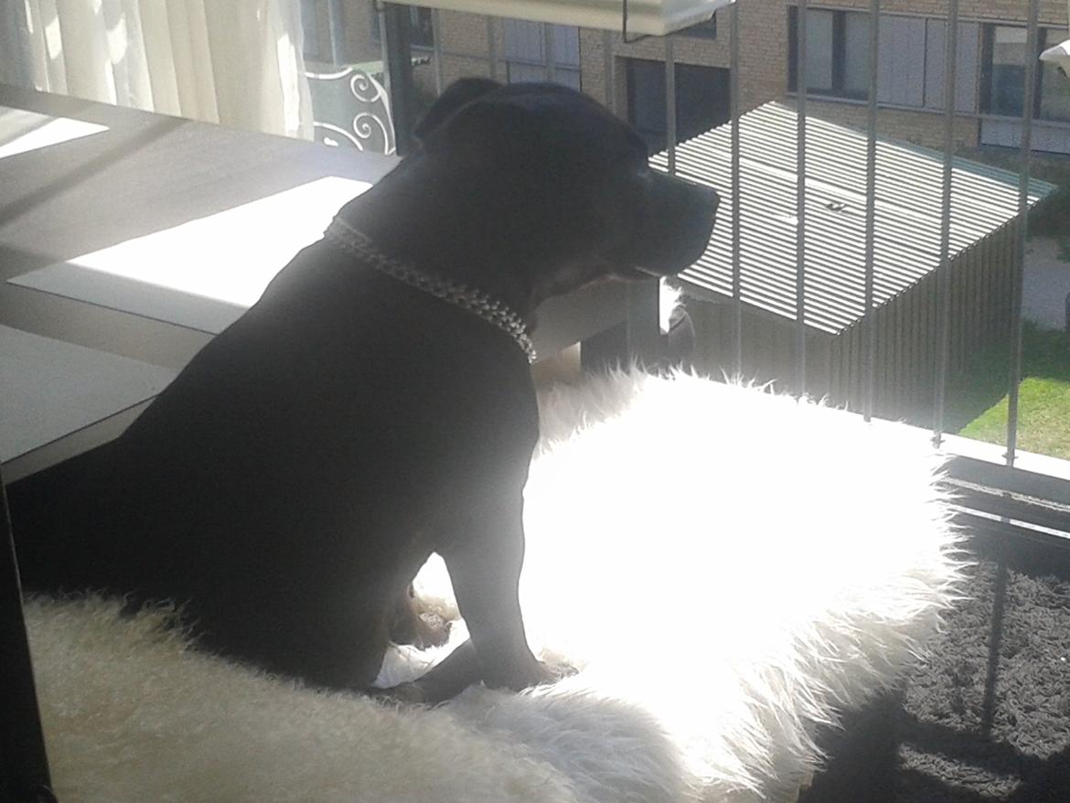 Staffordshire bull terrier Gucci. billede 4