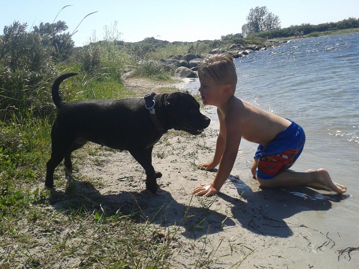 Staffordshire bull terrier Gucci. billede 5