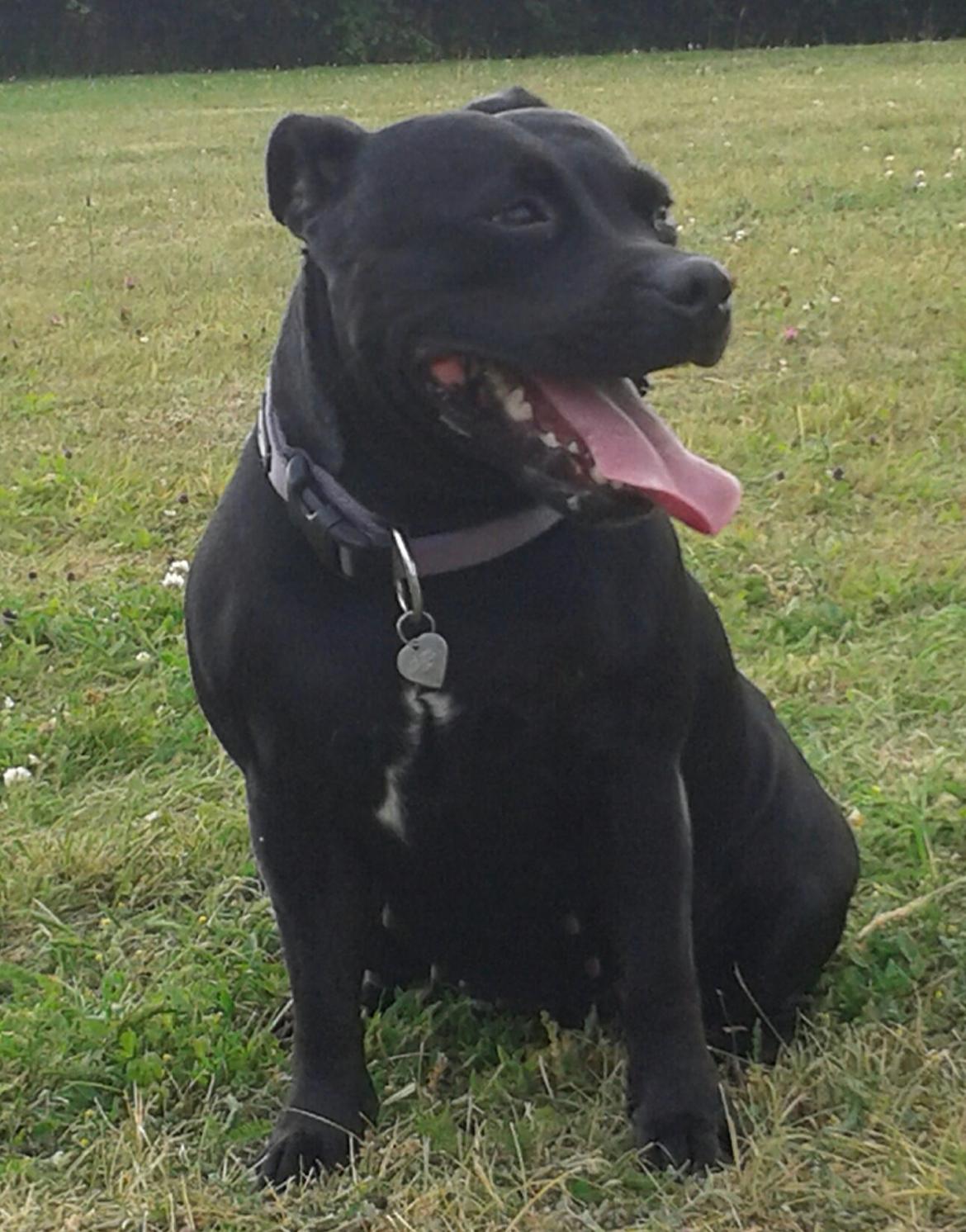 Staffordshire bull terrier Gucci. billede 6