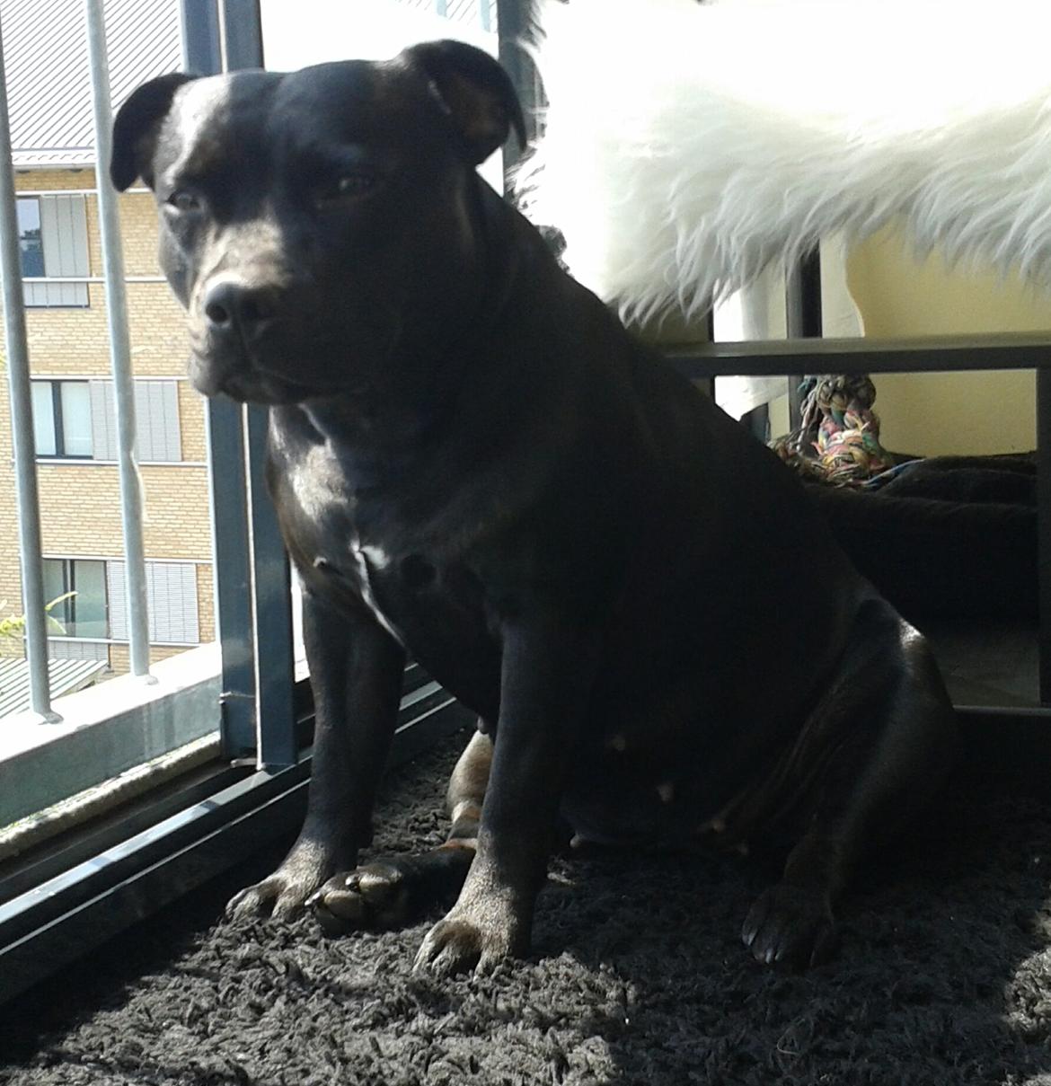 Staffordshire bull terrier Gucci. billede 7