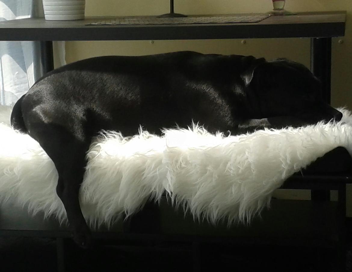 Staffordshire bull terrier Gucci. billede 8