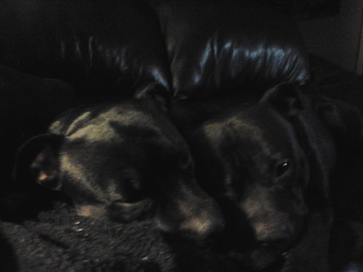 Staffordshire bull terrier Gucci. billede 10