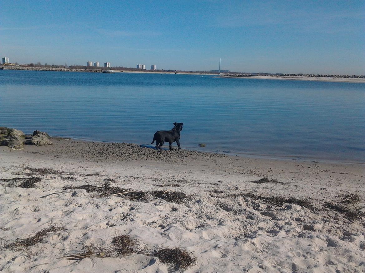 Staffordshire bull terrier Gucci. billede 9