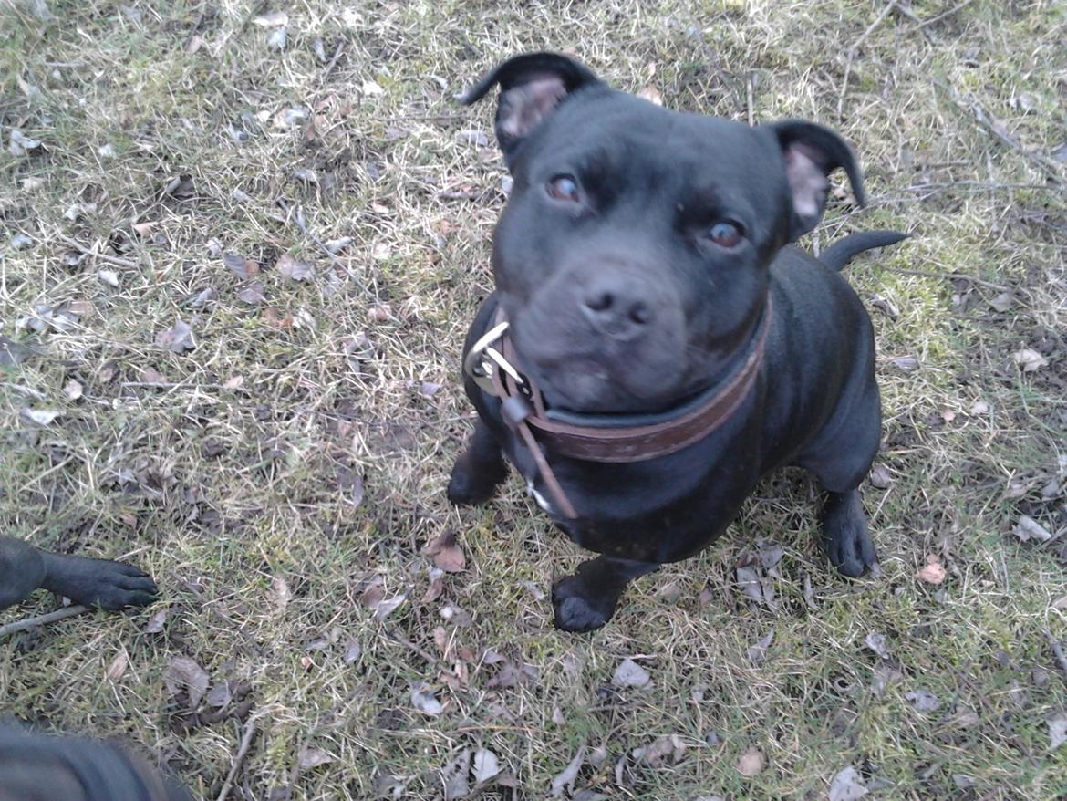 Staffordshire bull terrier Gucci. billede 11
