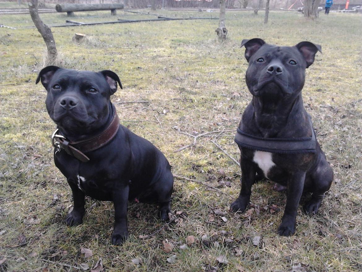 Staffordshire bull terrier Gucci. billede 12