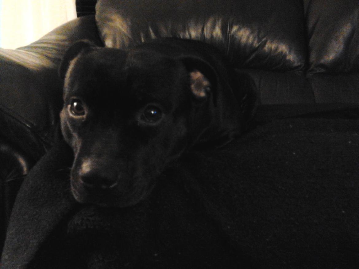 Staffordshire bull terrier Gucci. billede 13