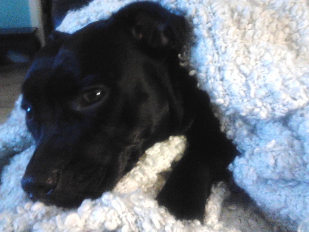 Staffordshire bull terrier Gucci. billede 14