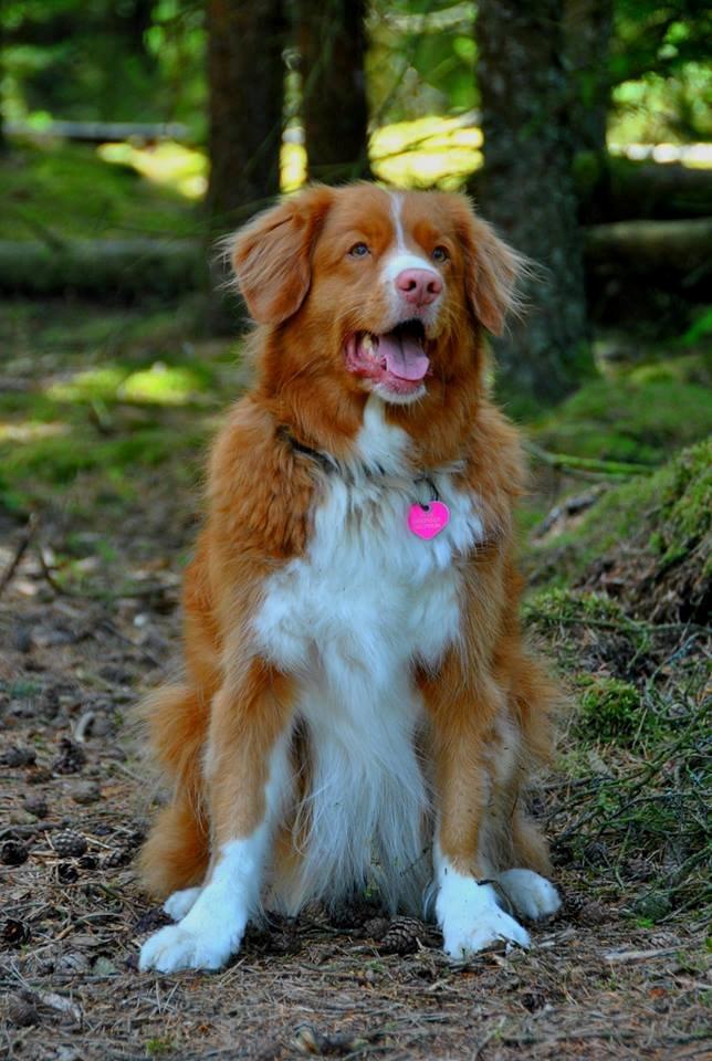 Nova scotia duck tolling retriever Leica - I hundeskoven..  (Taget af: en veninde, hun hedder Emma) billede 11
