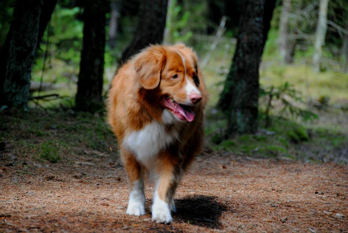 Nova scotia duck tolling retriever Leica - I hundeskoven..  (Taget af: en veninde, hun hedder Emma) billede 12