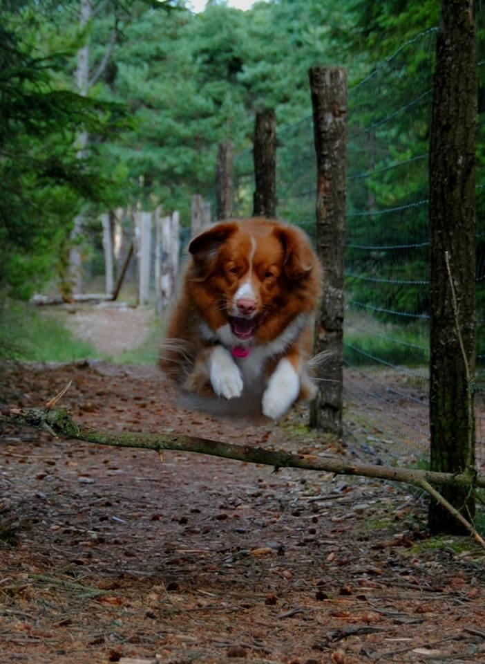 Nova scotia duck tolling retriever Leica - I hundeskoven..  (Taget af: en veninde, hun hedder Emma) billede 10