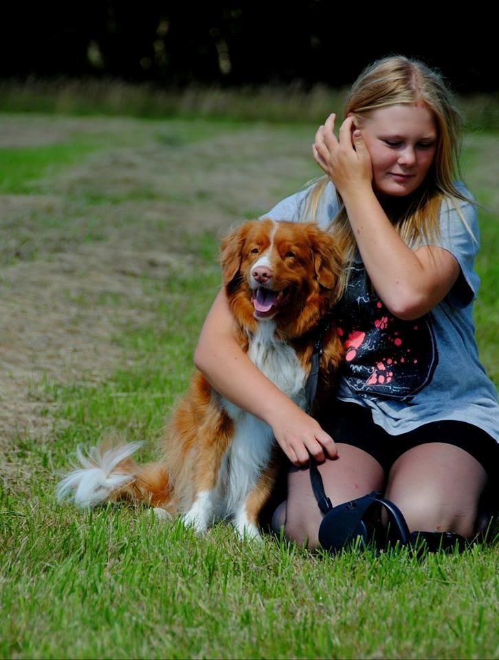 Nova scotia duck tolling retriever Leica - På en mark.. Hun er bare en af de bedste jeg har.. <3  (Taget af: en veninde, hun hedder Emma) billede 13