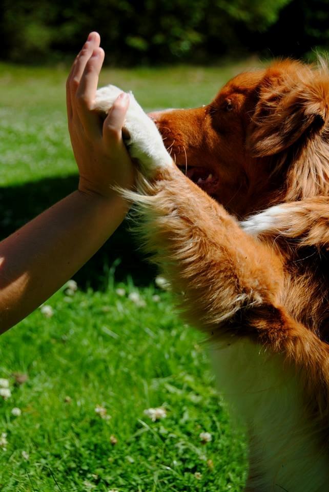 Nova scotia duck tolling retriever Leica - High five!! <3  (Taget af: en veninde, hun hedder Emma) billede 14