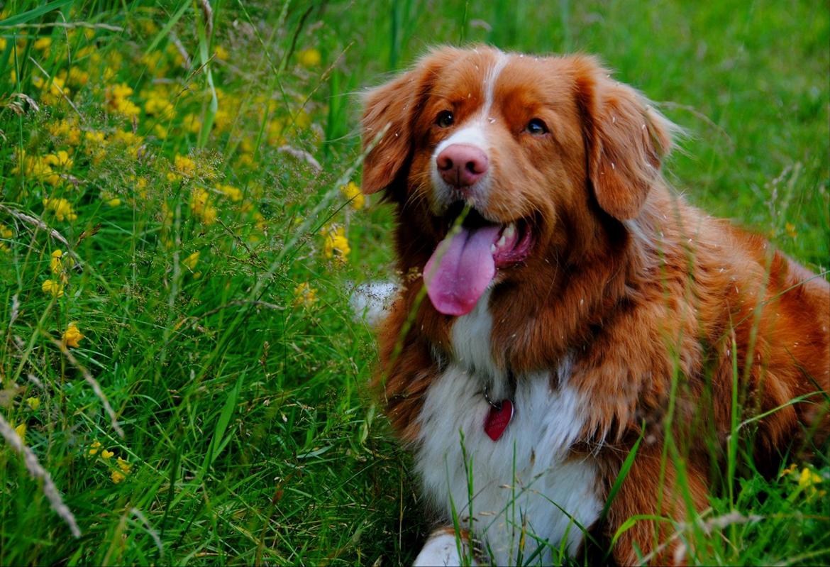 Nova scotia duck tolling retriever Leica - I hundeskoven.. (Taget af: en veninde, hun hedder Emma) billede 9