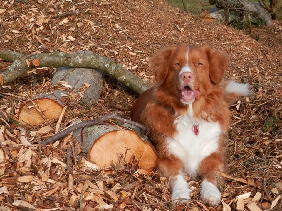 Nova scotia duck tolling retriever Leica - <3 (Taget af: Mig, Kameraet er mine forældres, så det er ikke helt vildt godt) billede 18
