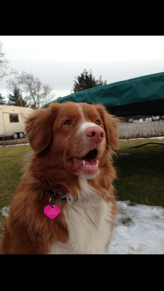 Nova scotia duck tolling retriever Leica - <3 (Taget af: Mig, taget med iphone) billede 24