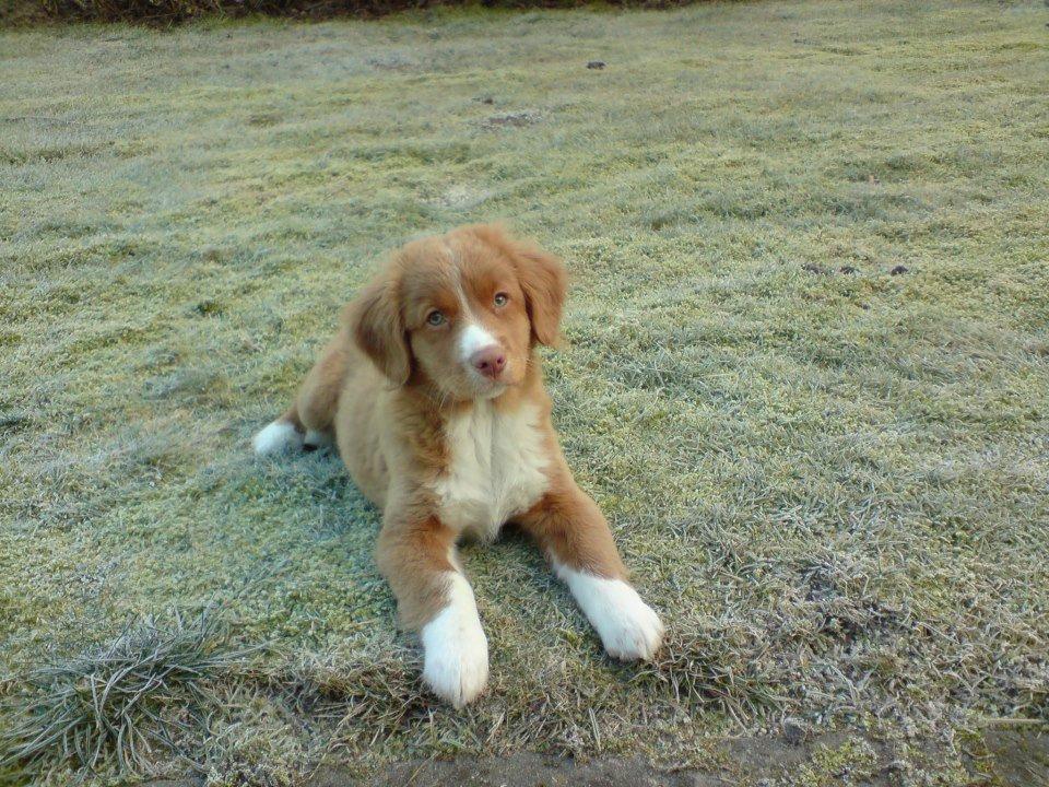 Nova scotia duck tolling retriever Leica - Baby-Leica..<3 (Taget af: Min mor, taget med en mobil) billede 23