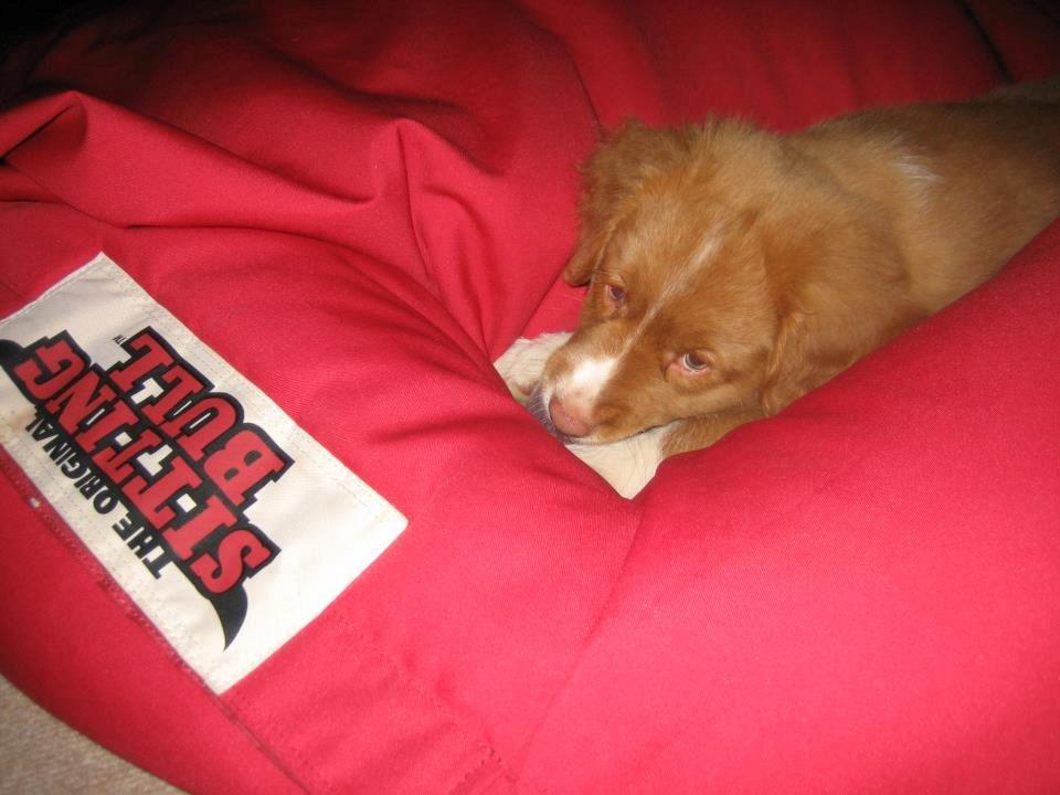 Nova scotia duck tolling retriever Leica - Baby... <3 (Taget af: Mig, taget med mobil) billede 25