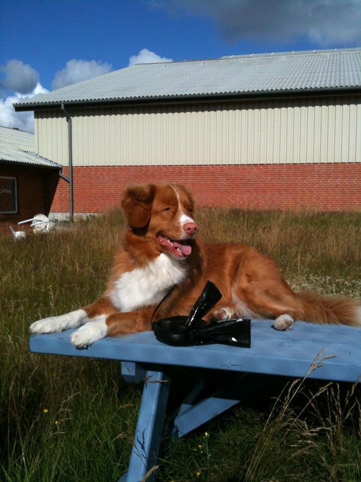 Nova scotia duck tolling retriever Leica - (Taget af: Mig, Kameraet er mine forældres, så det er ikke helt vildt godt) billede 22