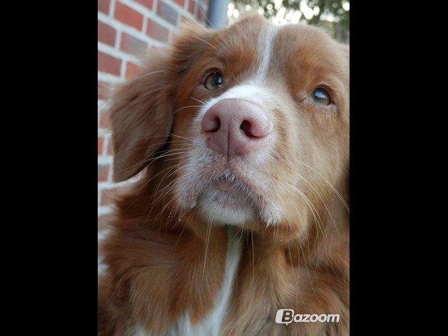 Nova scotia duck tolling retriever Leica - Jeg elsker dig ubeskrivlig højt.. (Taget af: Mig, Kameraet er mine forældres, så det er ikke helt vildt godt) billede 21
