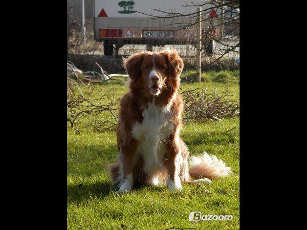 Nova scotia duck tolling retriever Leica - En eftermiddag.. (Taget af: Mig, Kameraet er mine forældres, så det er ikke helt vildt godt) billede 20