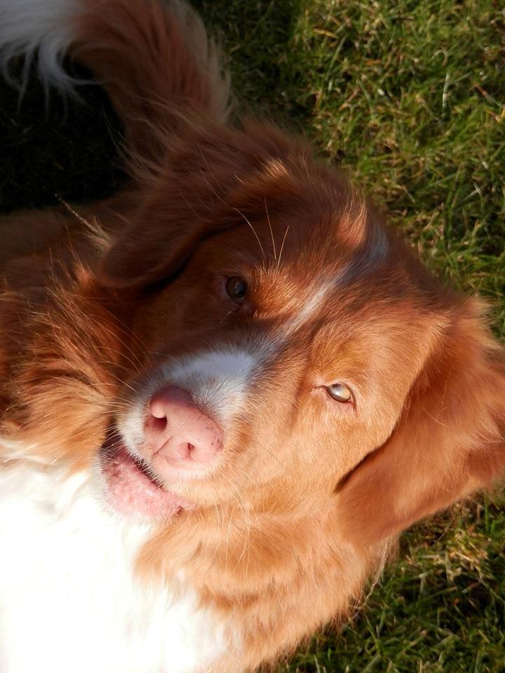 Nova scotia duck tolling retriever Leica - :* (Taget af: Mig, Kameraet er mine forældres, så det er ikke helt vildt godt) billede 19