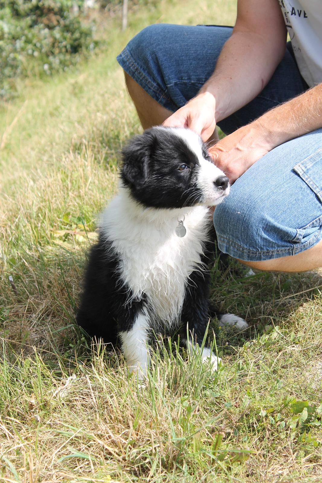 Border collie Ziyan billede 10