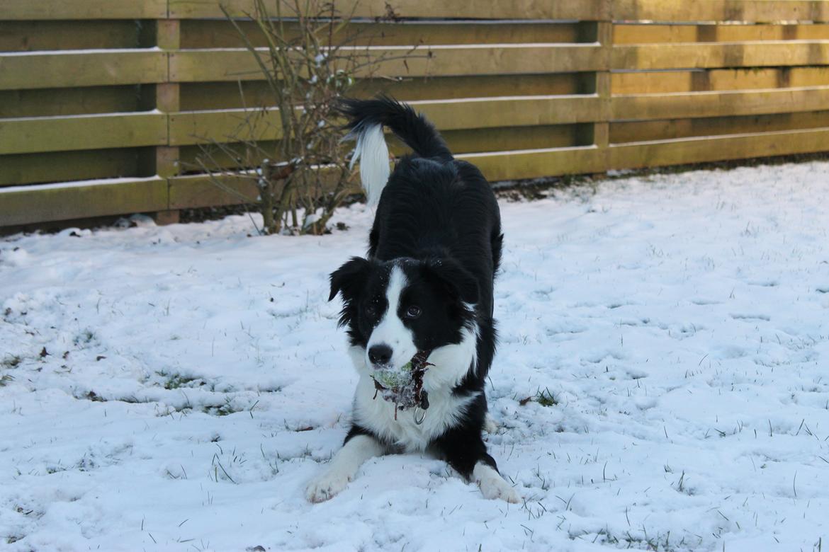 Border collie Ziyan billede 11