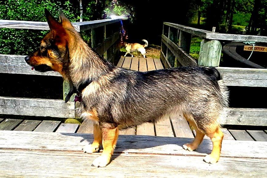 Västgötaspids Gaia R. I. P - Gaia 1 år gammel Juli 2014 billede 30