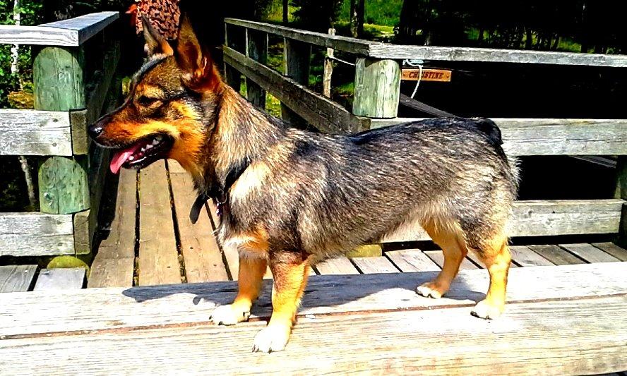 Västgötaspids Gaia R. I. P - Gaia 1 år gammel Juli 2014 billede 2