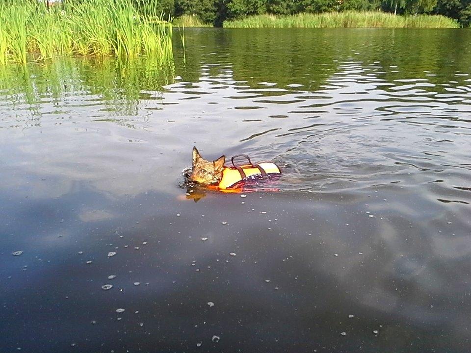 Västgötaspids Gaia R. I. P - Vandhunden :) billede 29