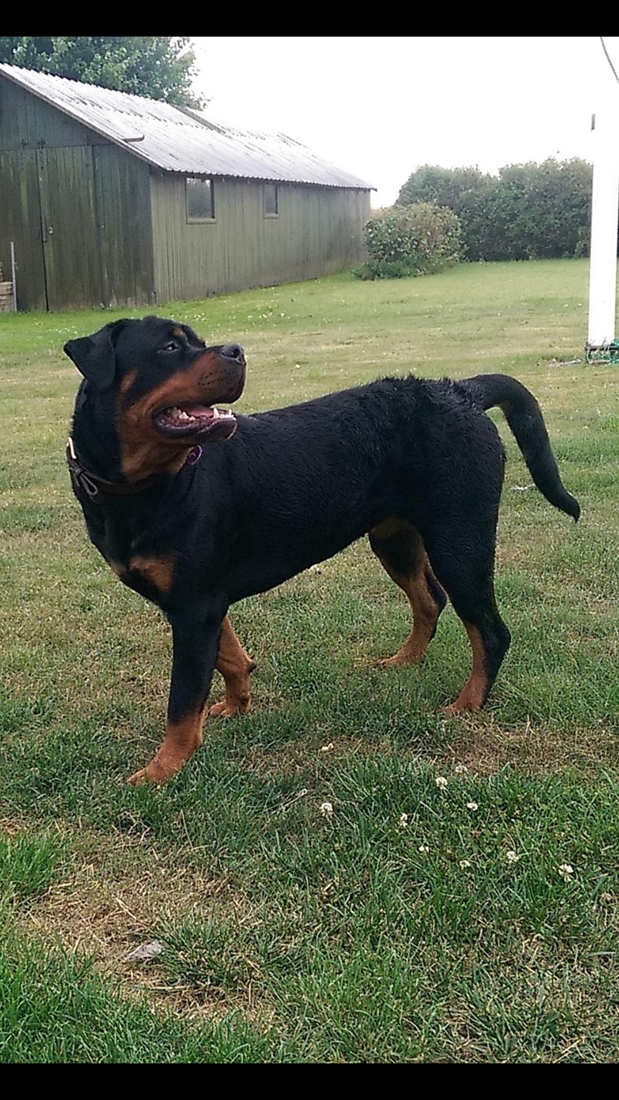 Rottweiler Rosie billede 12