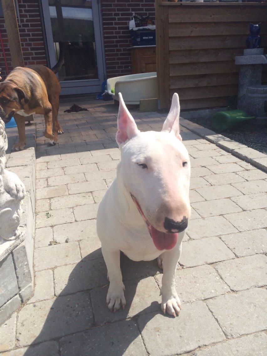 Bullterrier Ronja (Snow-princess) - Ronja ude i det gode vejr billede 21