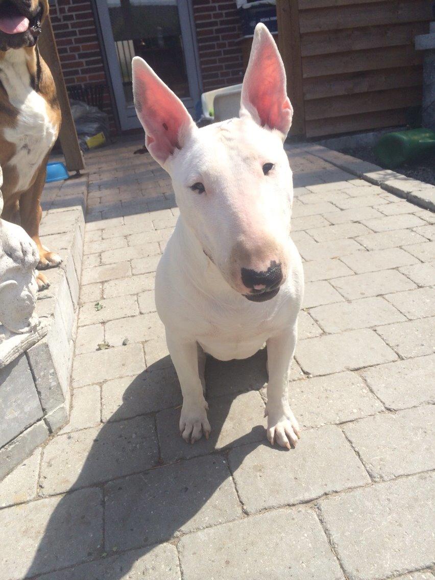 Bullterrier Ronja (Snow-princess) - Ronja er glad i det gode vejr billede 6