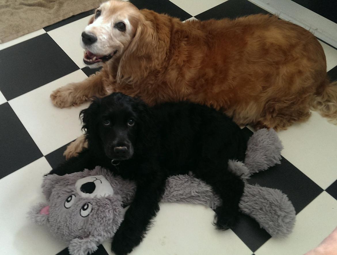 Cocker spaniel Pepsi billede 36