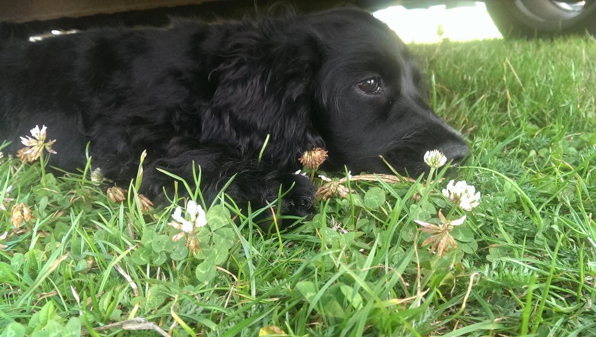 Cocker spaniel Pepsi billede 32