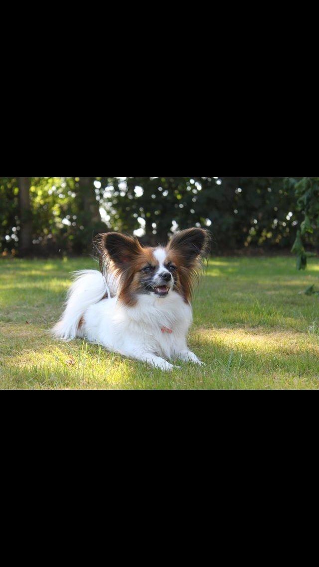 Papillon Bella billede 3